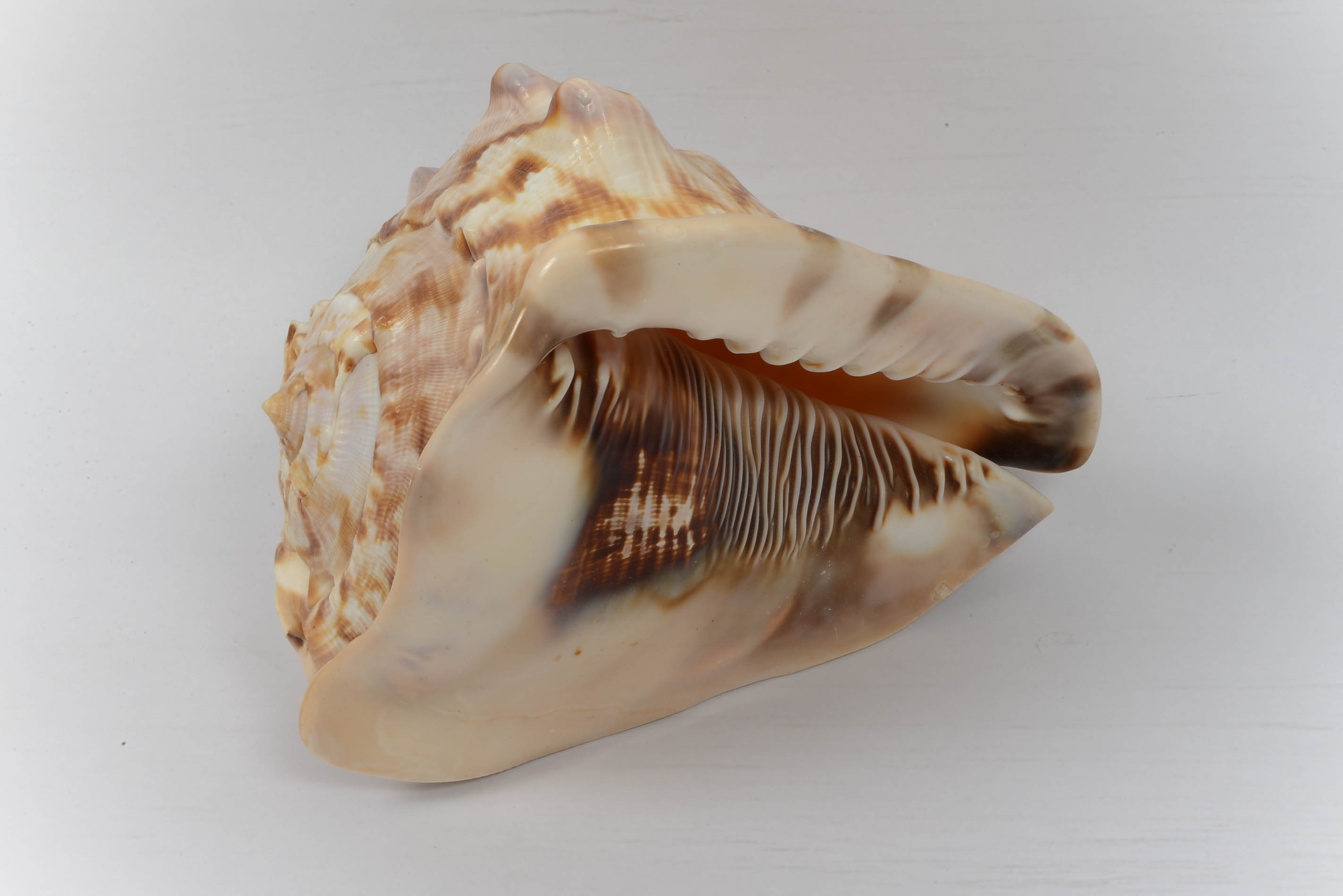 Collection of Seaside Decor