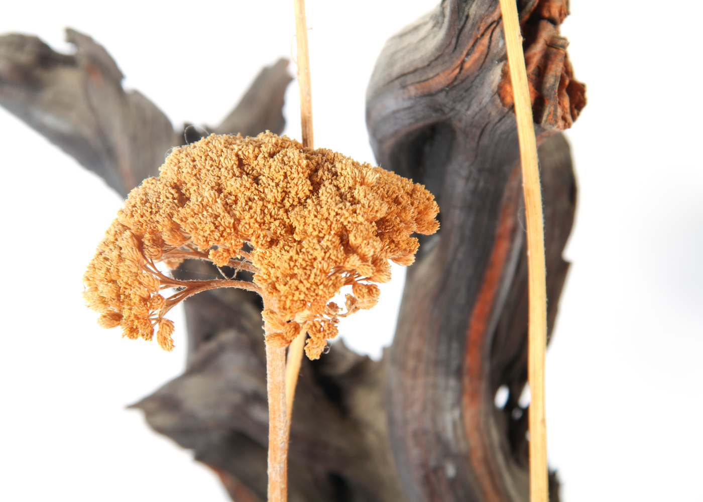 Birch Wood Candle Holder