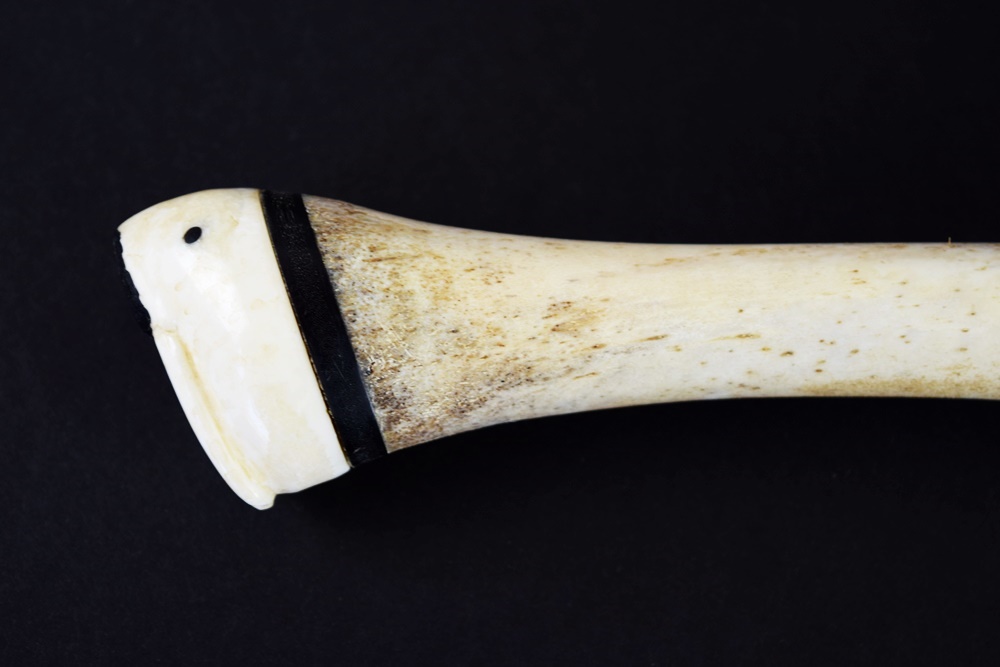 Fossilized Walrus Oosik with Carved Caps