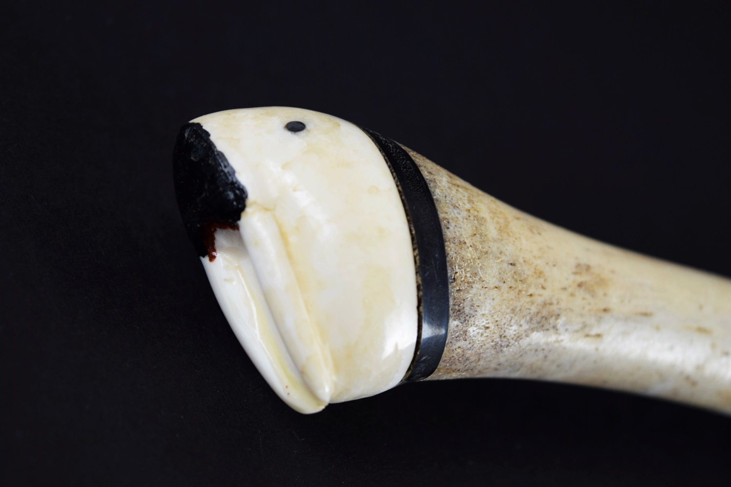 Fossilized Walrus Oosik with Carved Caps