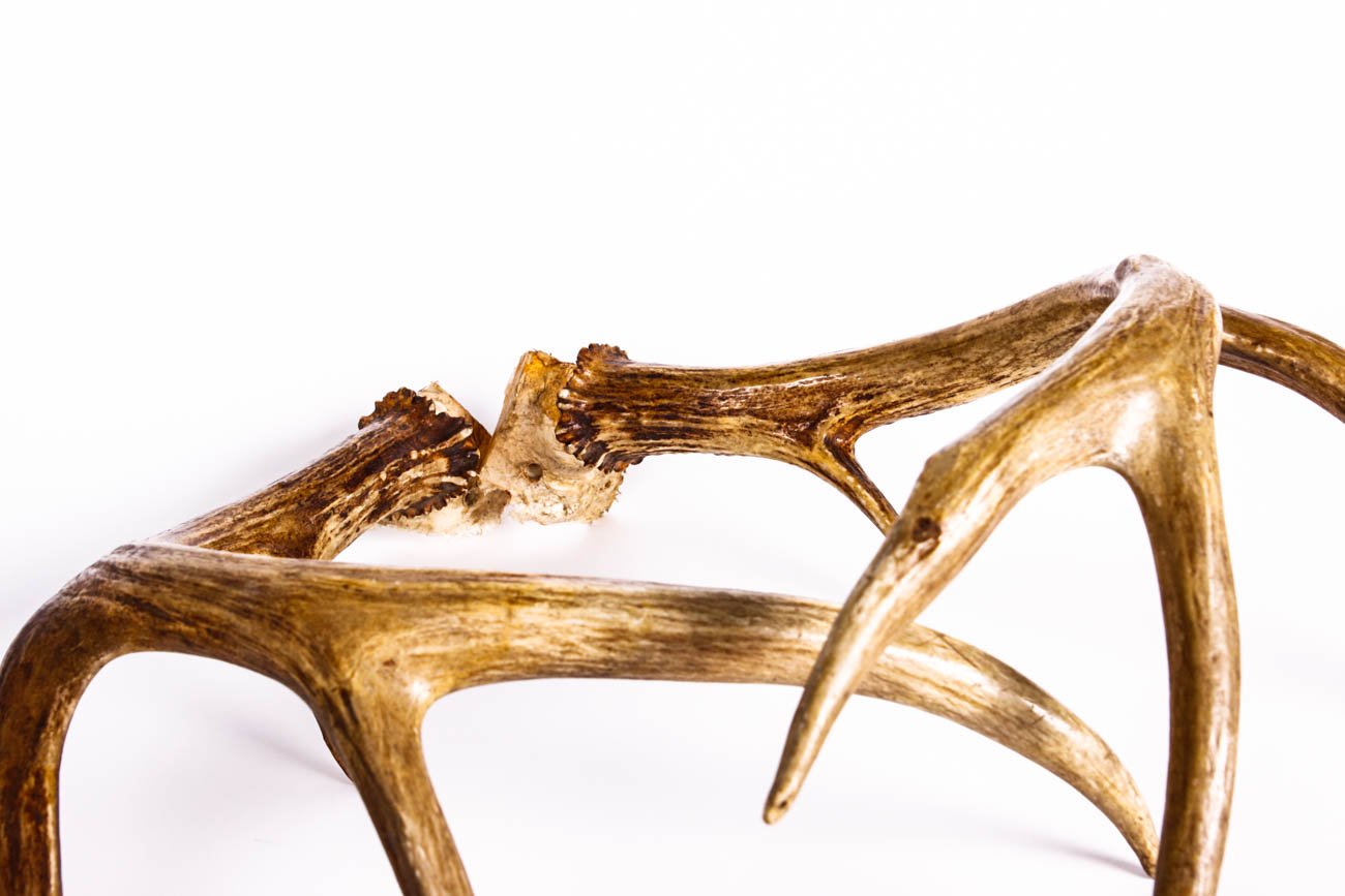 A Pair of Four Point Antlers