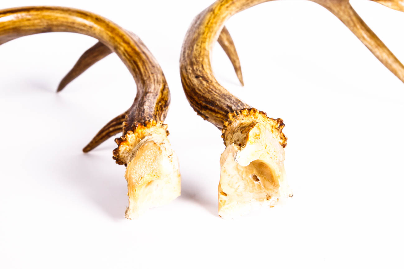 A Pair of Four Point Antlers