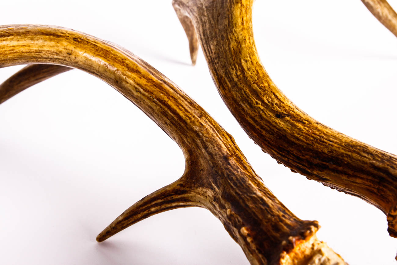 A Pair of Four Point Antlers