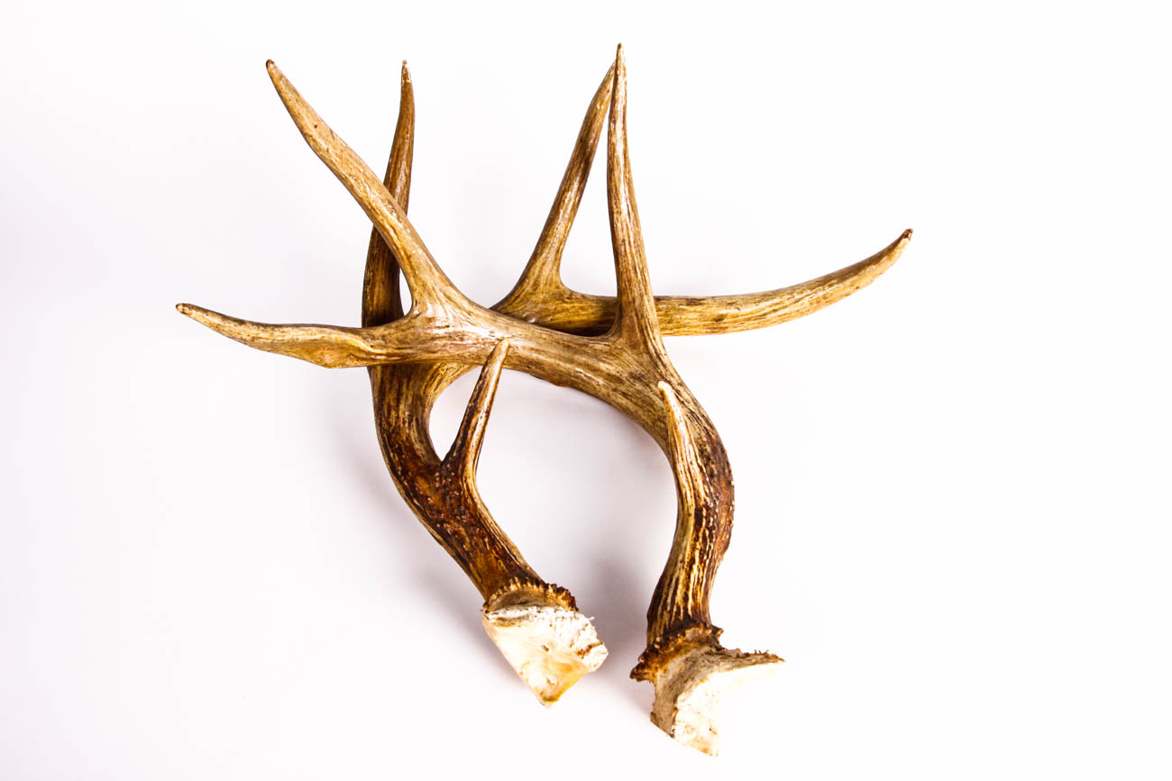 A Pair of Four Point Antlers