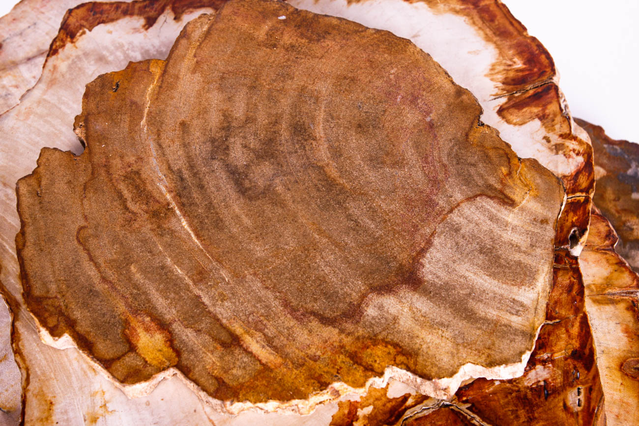 Polished Petrified Wood Slices