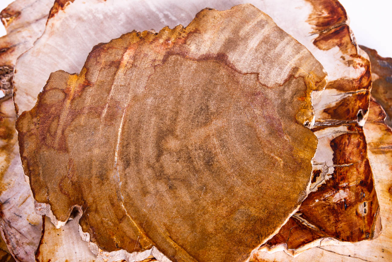 Polished Petrified Wood Slices