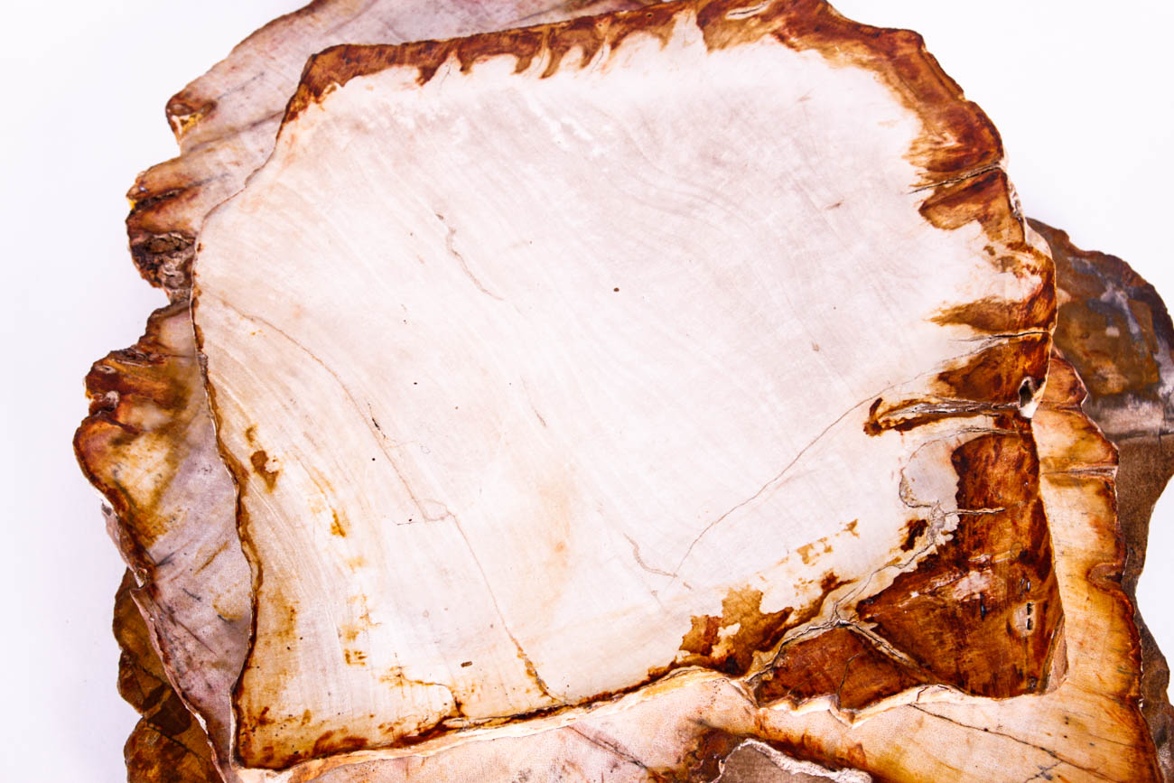 Polished Petrified Wood Slices
