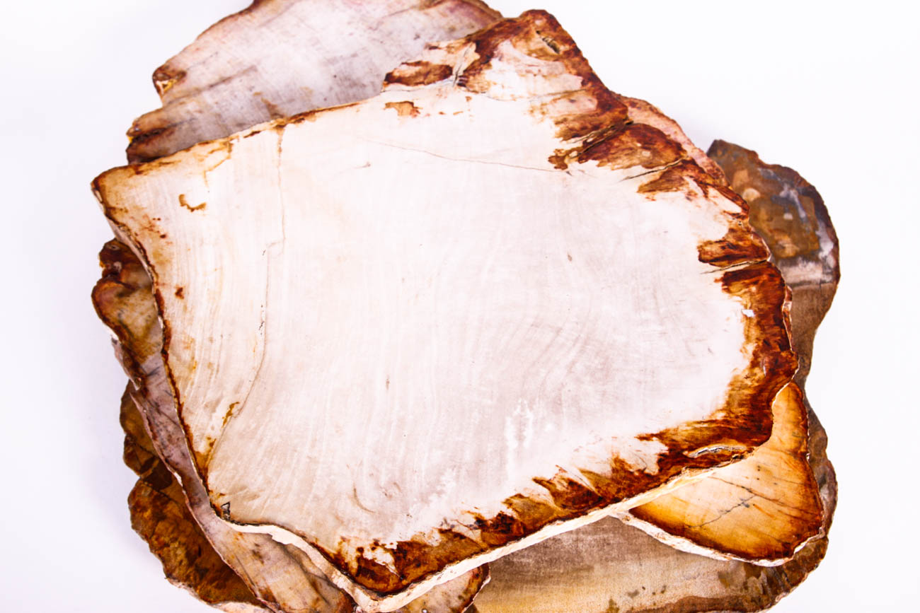 Polished Petrified Wood Slices