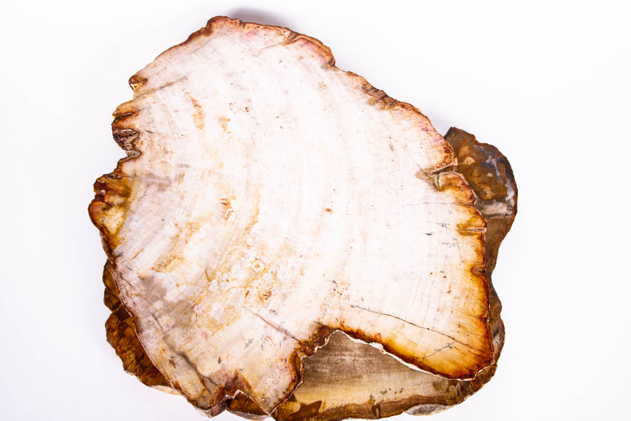 Polished Petrified Wood Slices