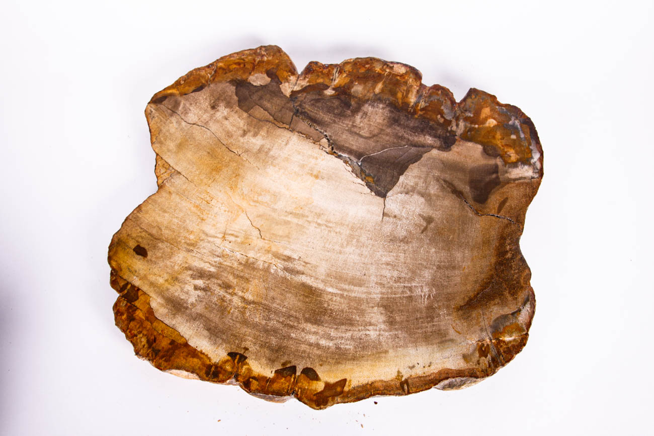 Polished Petrified Wood Slices
