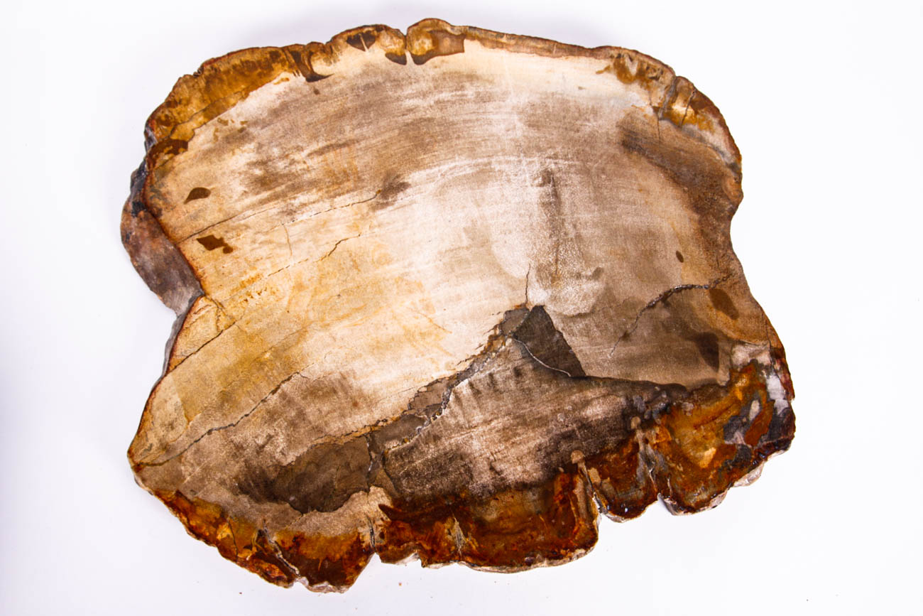 Polished Petrified Wood Slices