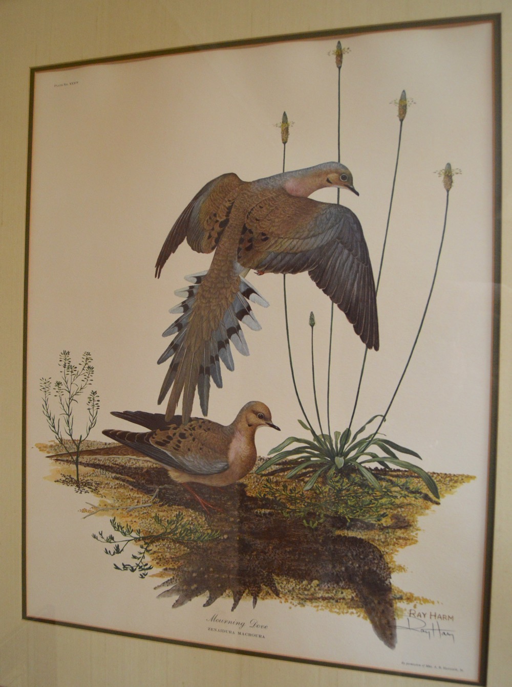 Ray Harm "Mourning Dove" Signed Wildlife Print