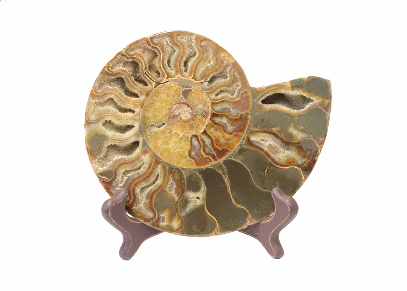 Jumbo Polished Ammonite Fossil