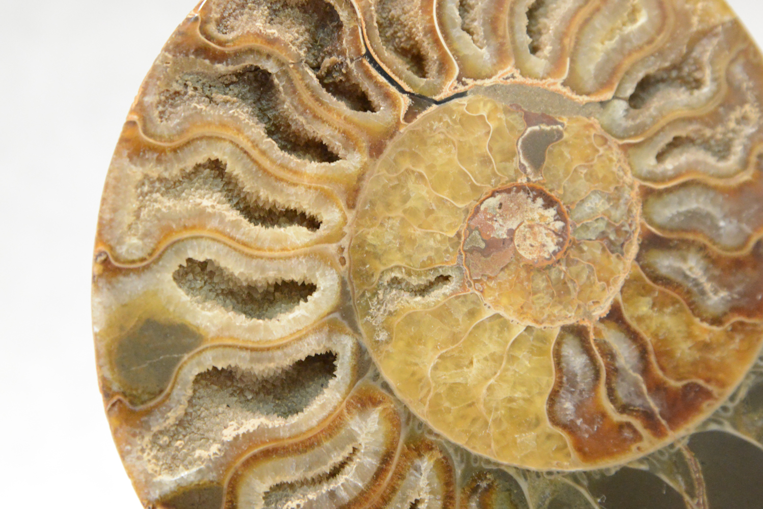 Jumbo Polished Ammonite Fossil