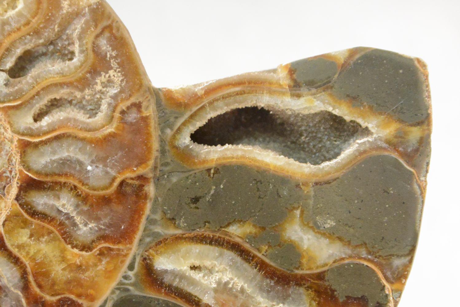 Jumbo Polished Ammonite Fossil