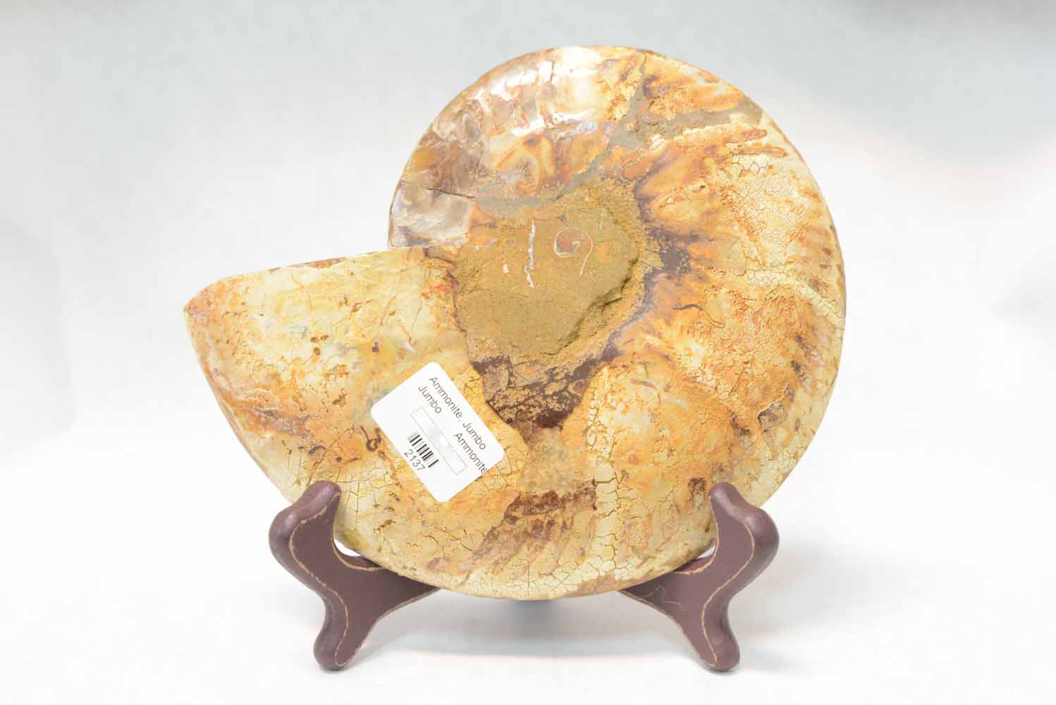Jumbo Polished Ammonite Fossil