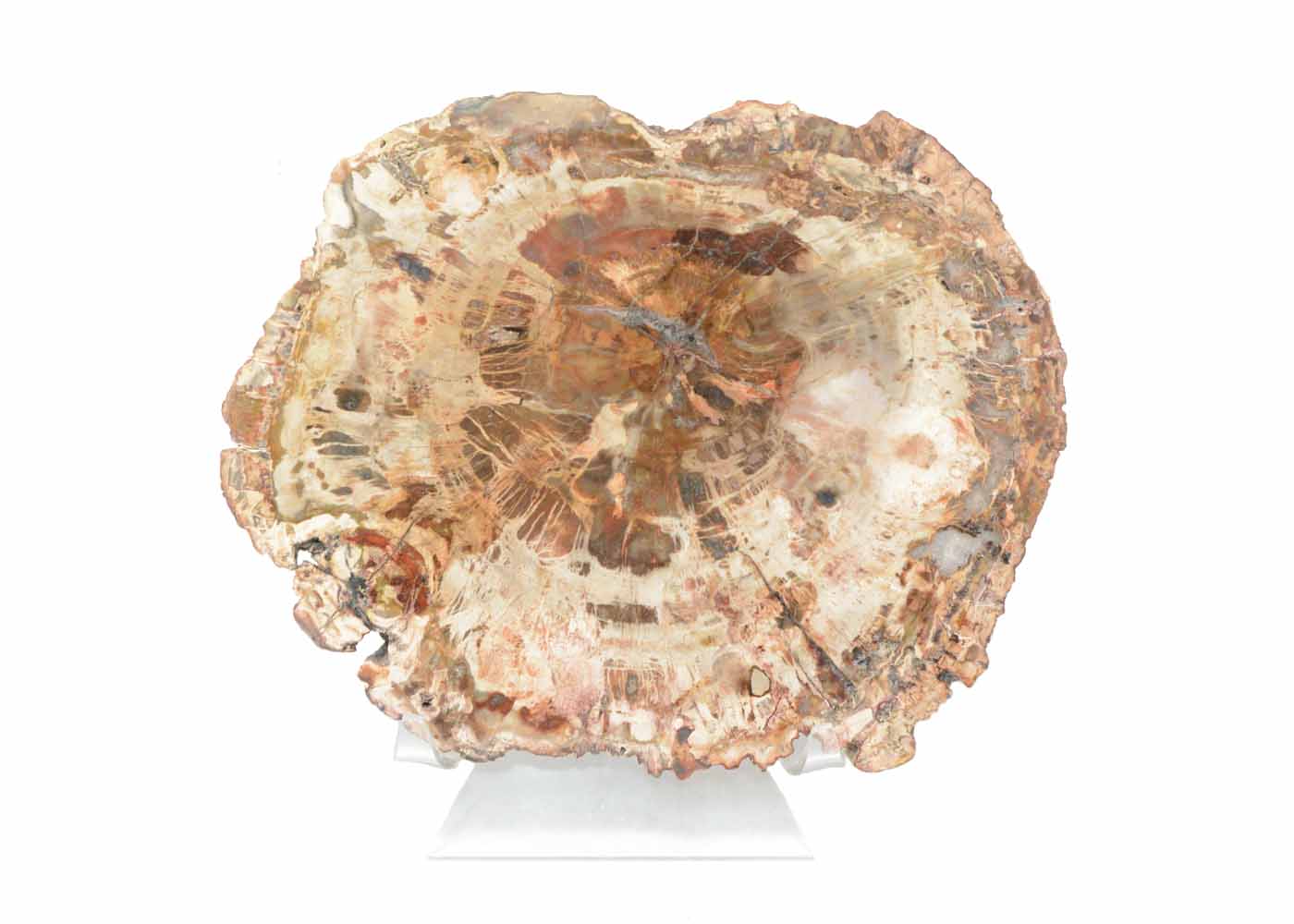 Polished Slab of Petrified Wood