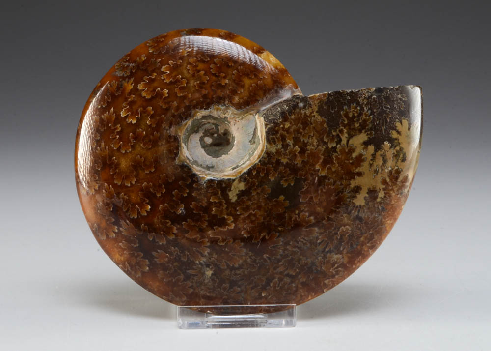 Polished Ammonite Fossil on Stand