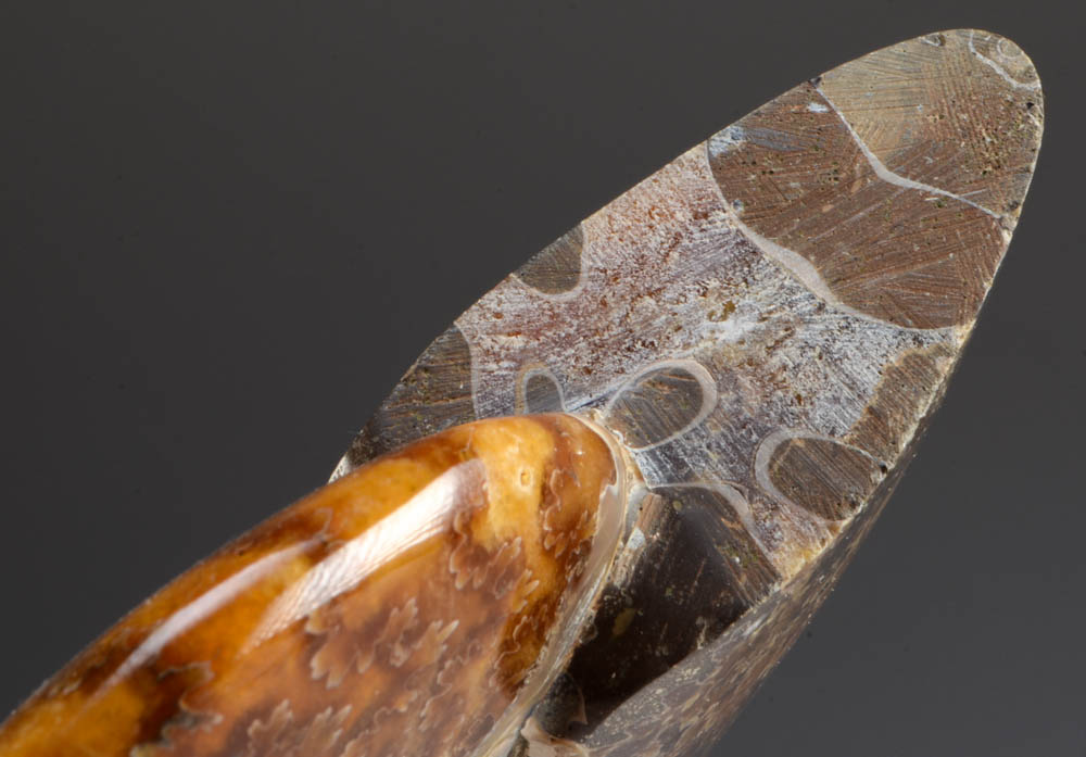 Polished Ammonite Fossil on Stand