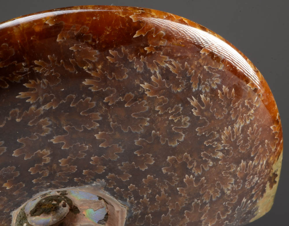 Polished Ammonite Fossil on Stand