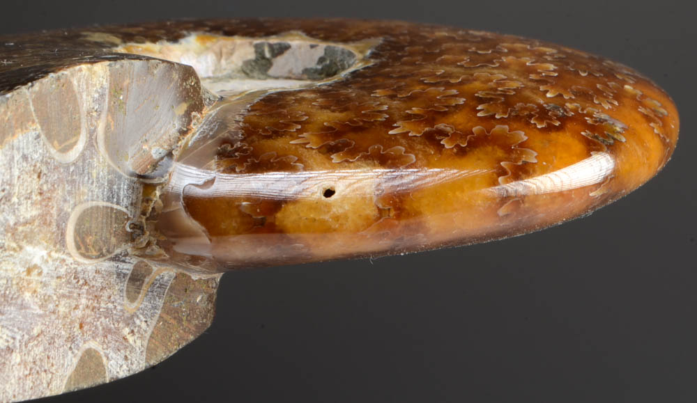 Polished Ammonite Fossil on Stand