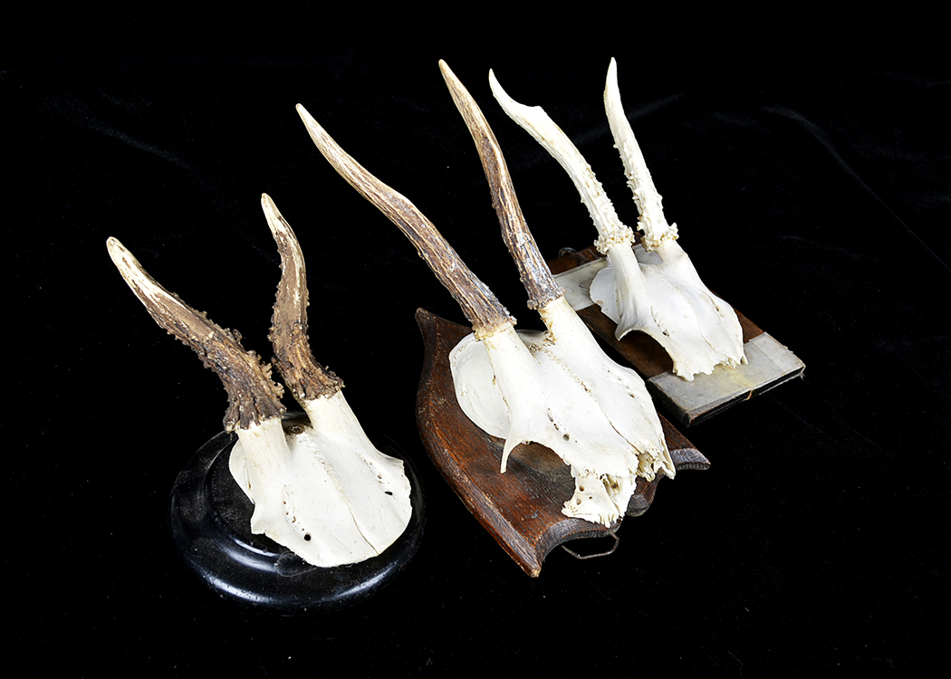 Mounted Roe Deer Skull and Antlers Taxidermy