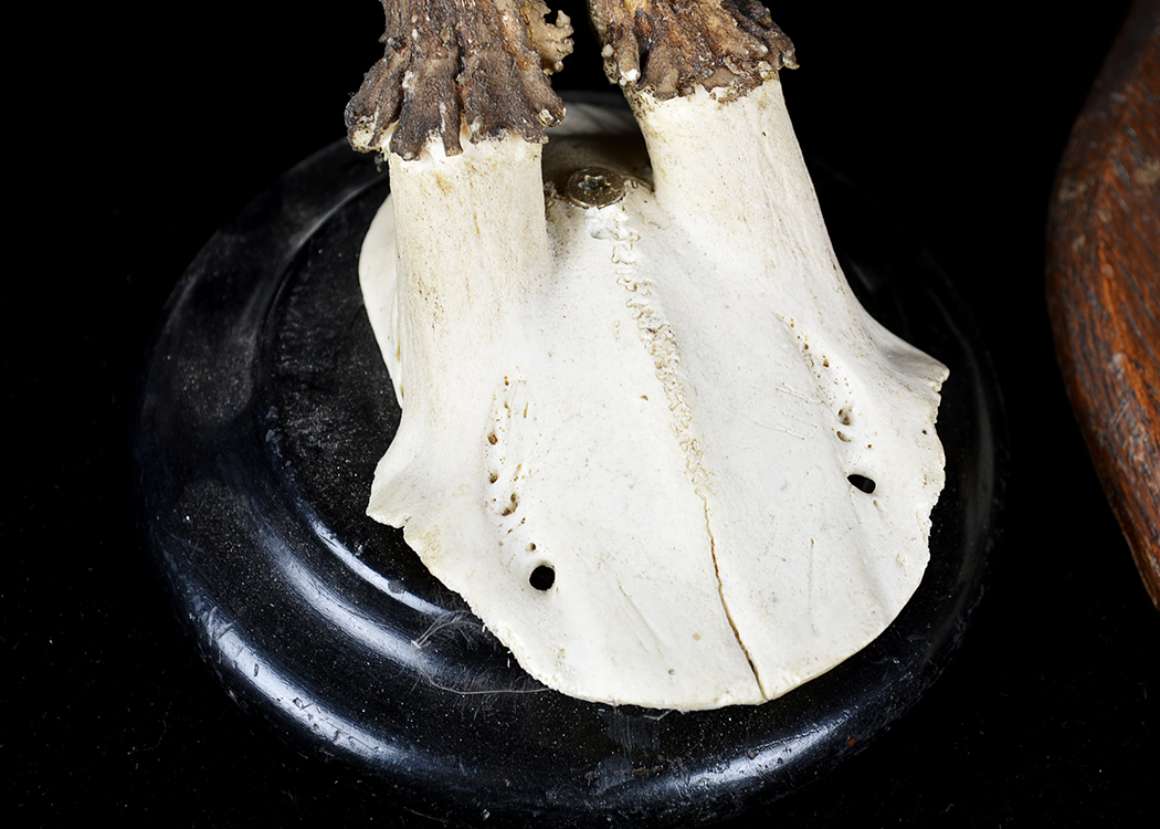 Mounted Roe Deer Skull and Antlers Taxidermy