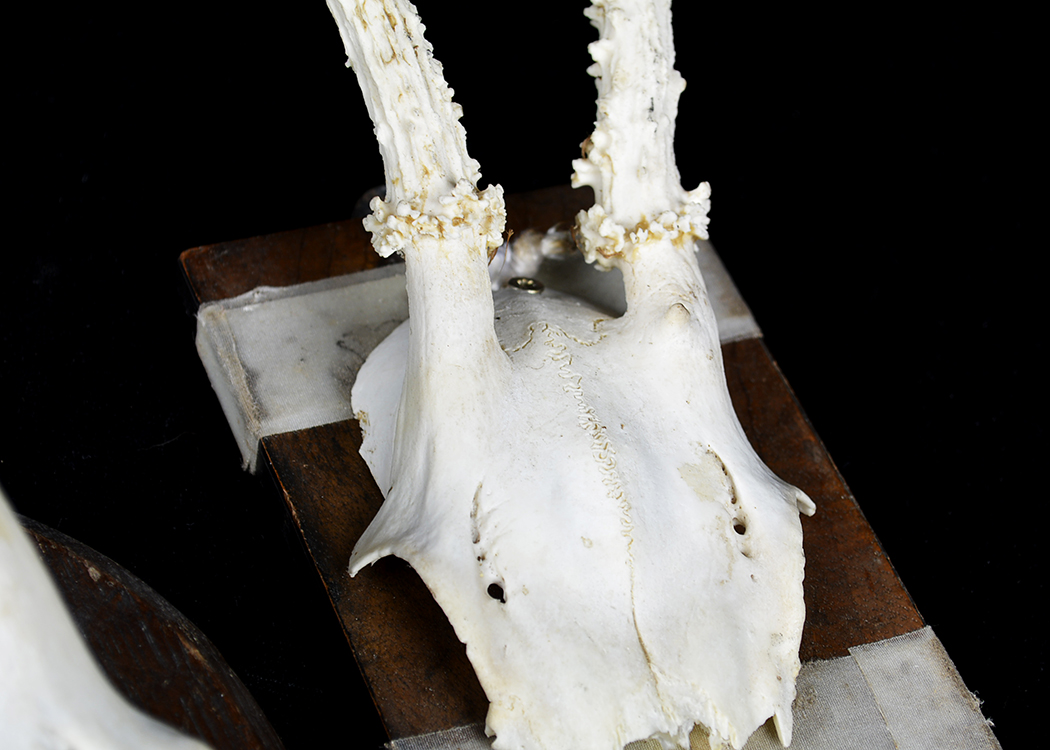 Mounted Roe Deer Skull and Antlers Taxidermy