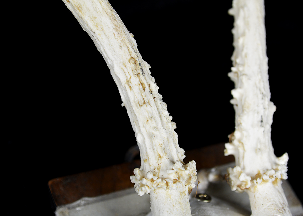 Mounted Roe Deer Skull and Antlers Taxidermy