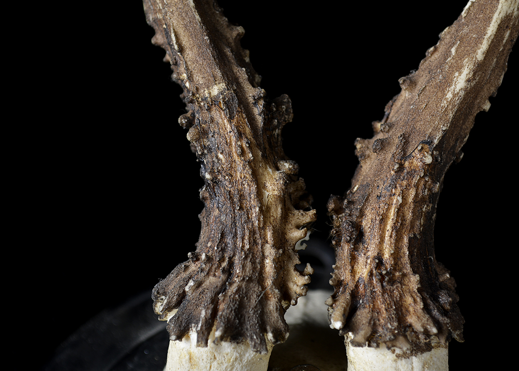 Mounted Roe Deer Skull and Antlers Taxidermy