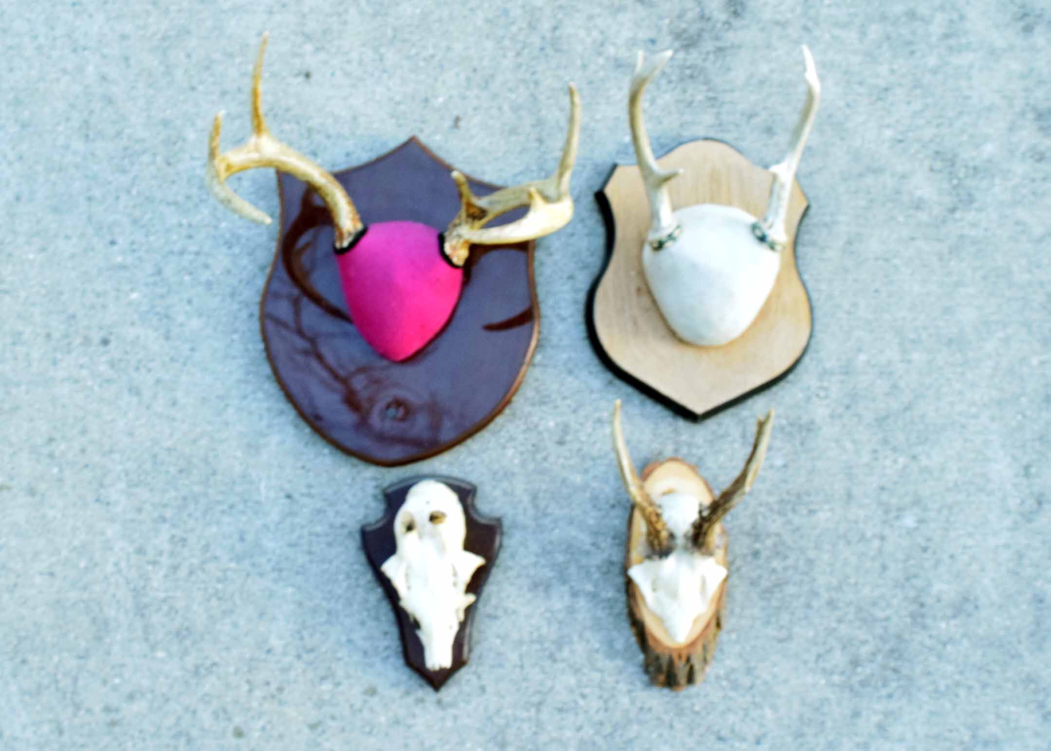 Mounted Antler Collection