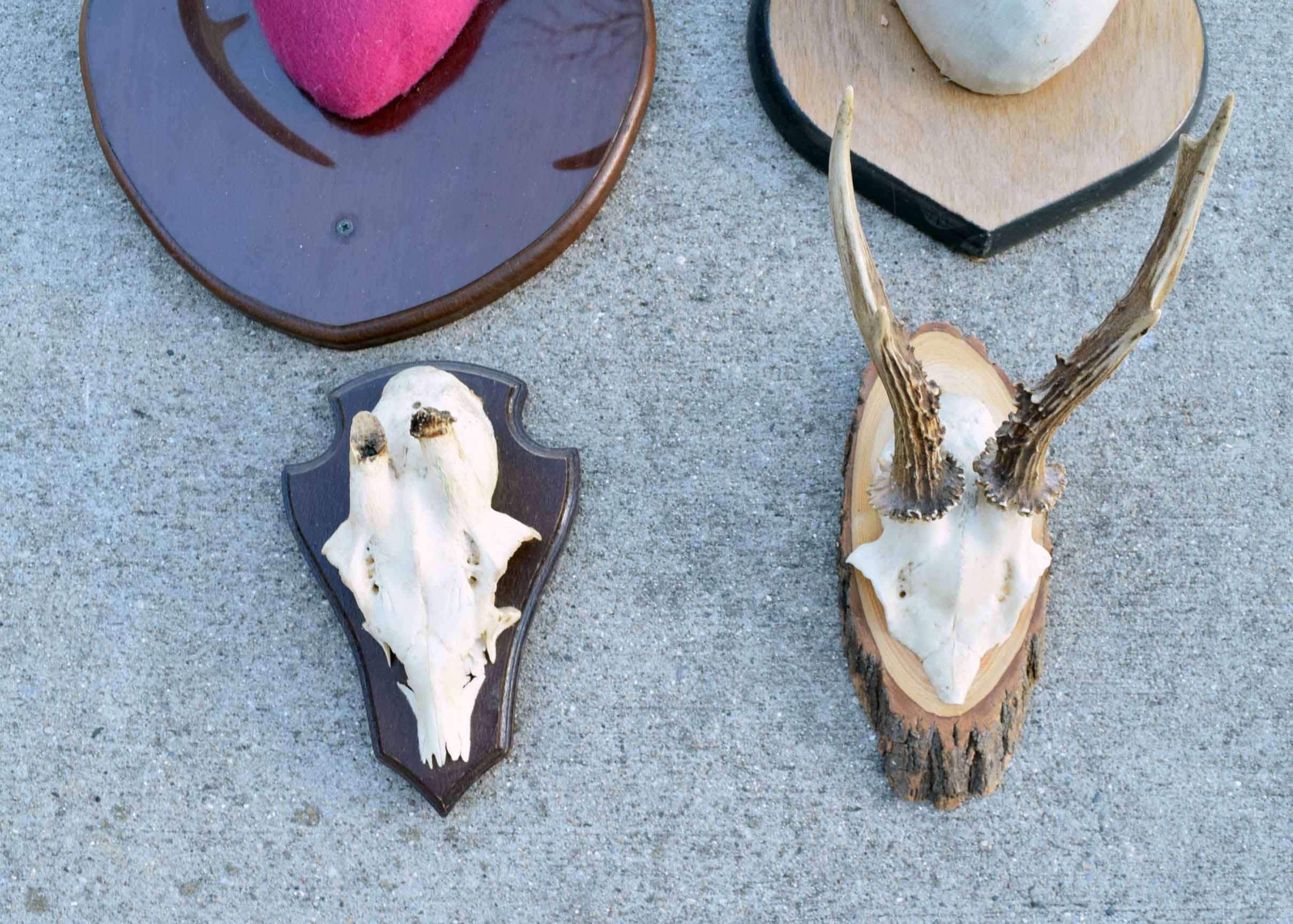 Mounted Antler Collection