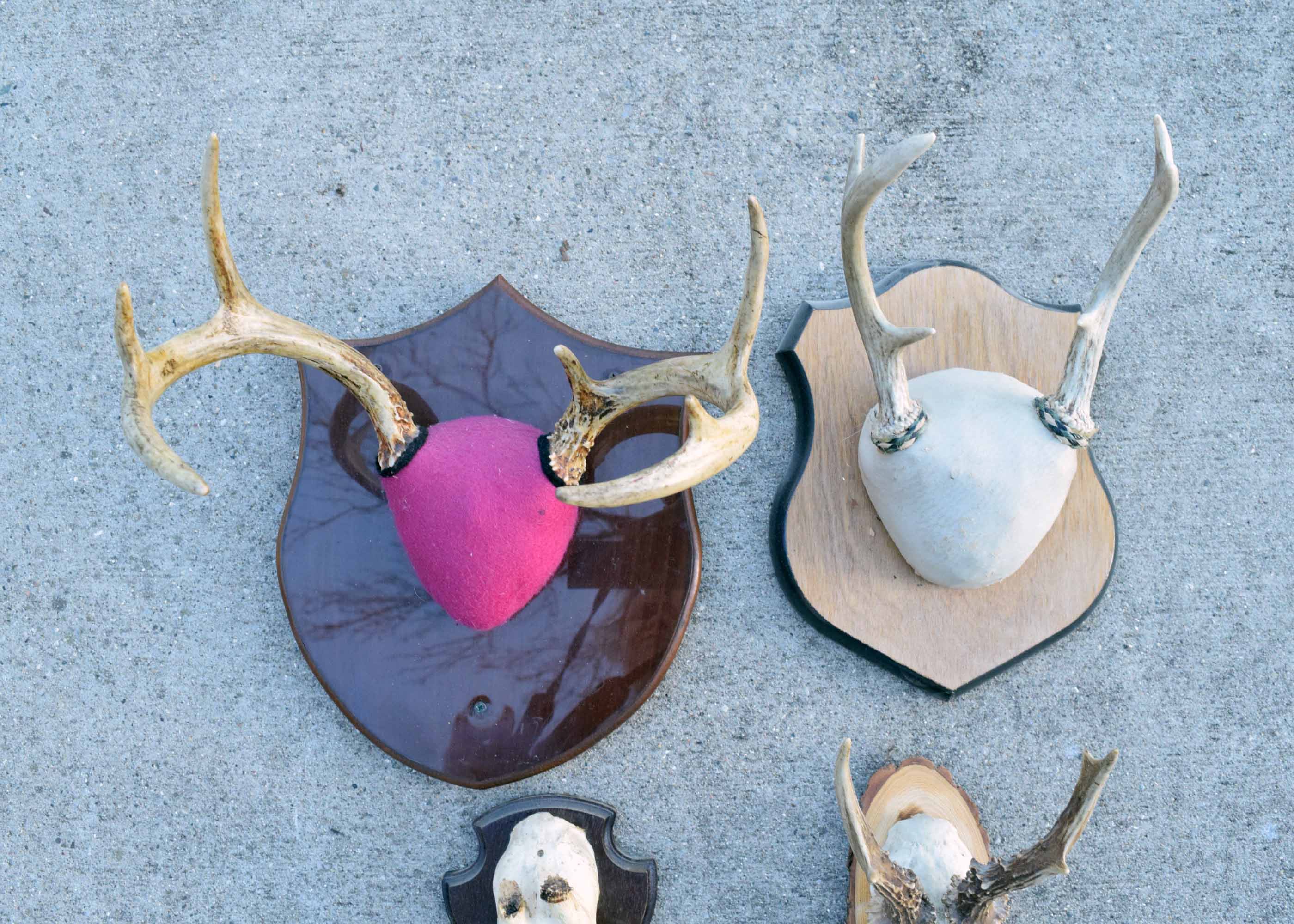 Mounted Antler Collection