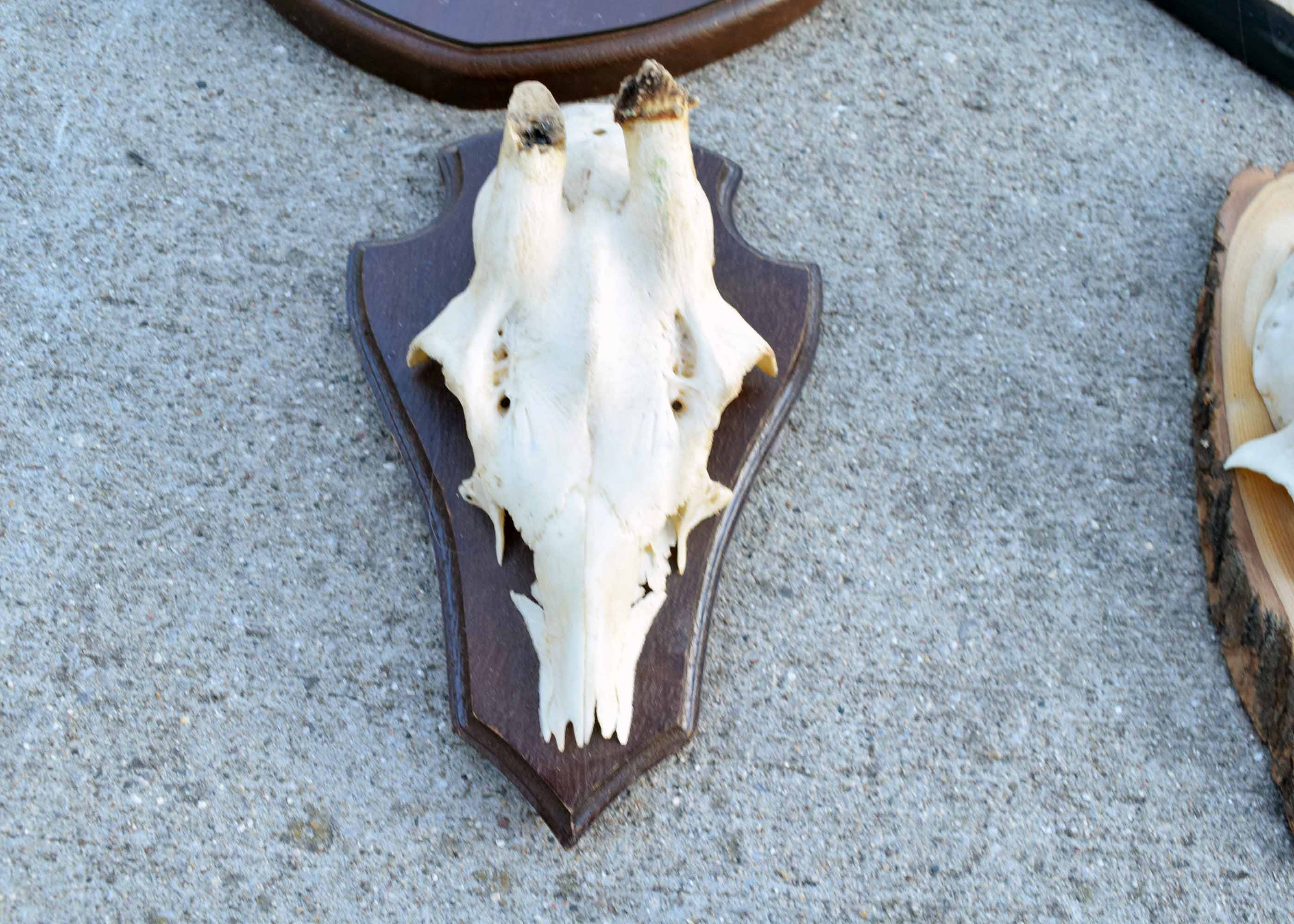 Mounted Antler Collection