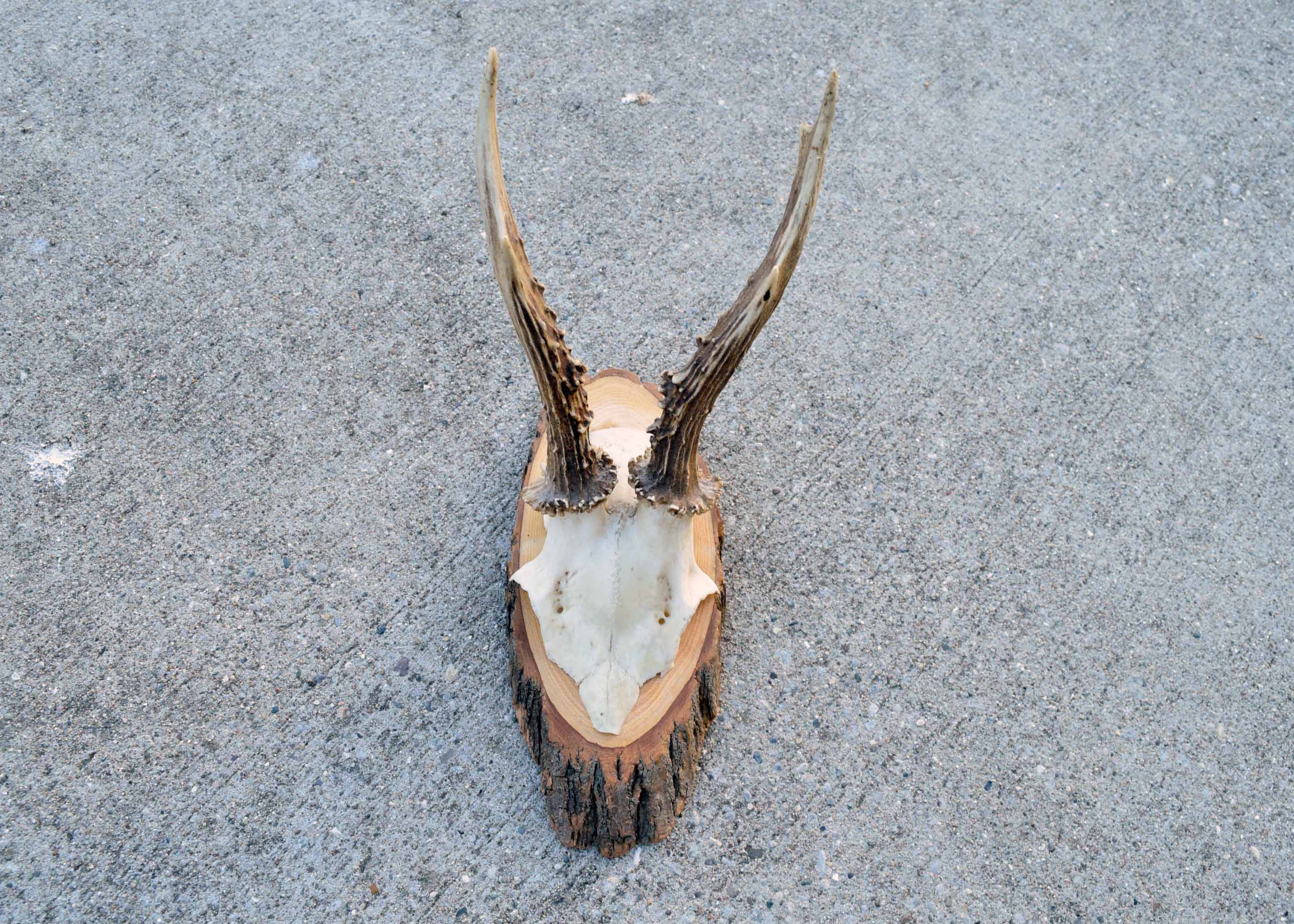 Mounted Antler Collection