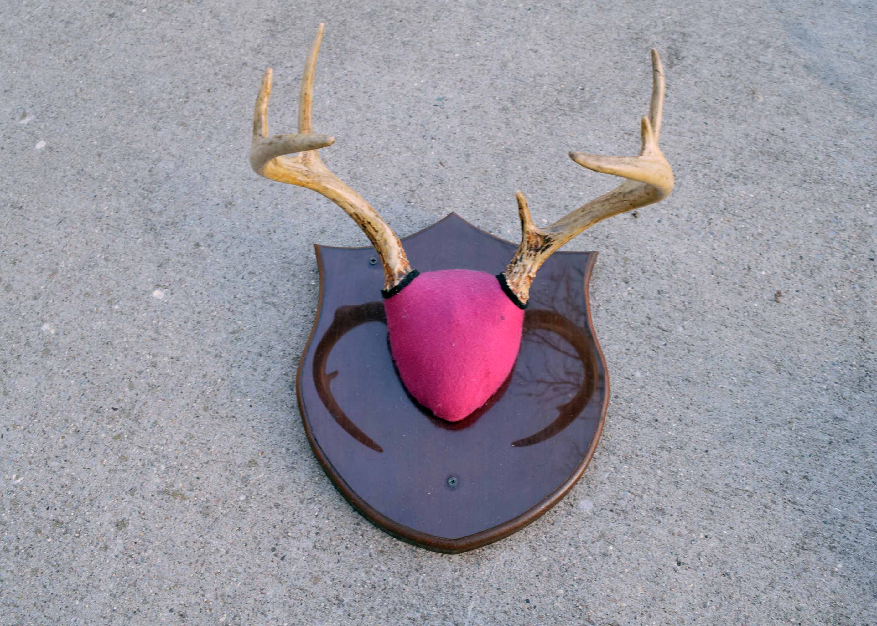 Mounted Antler Collection