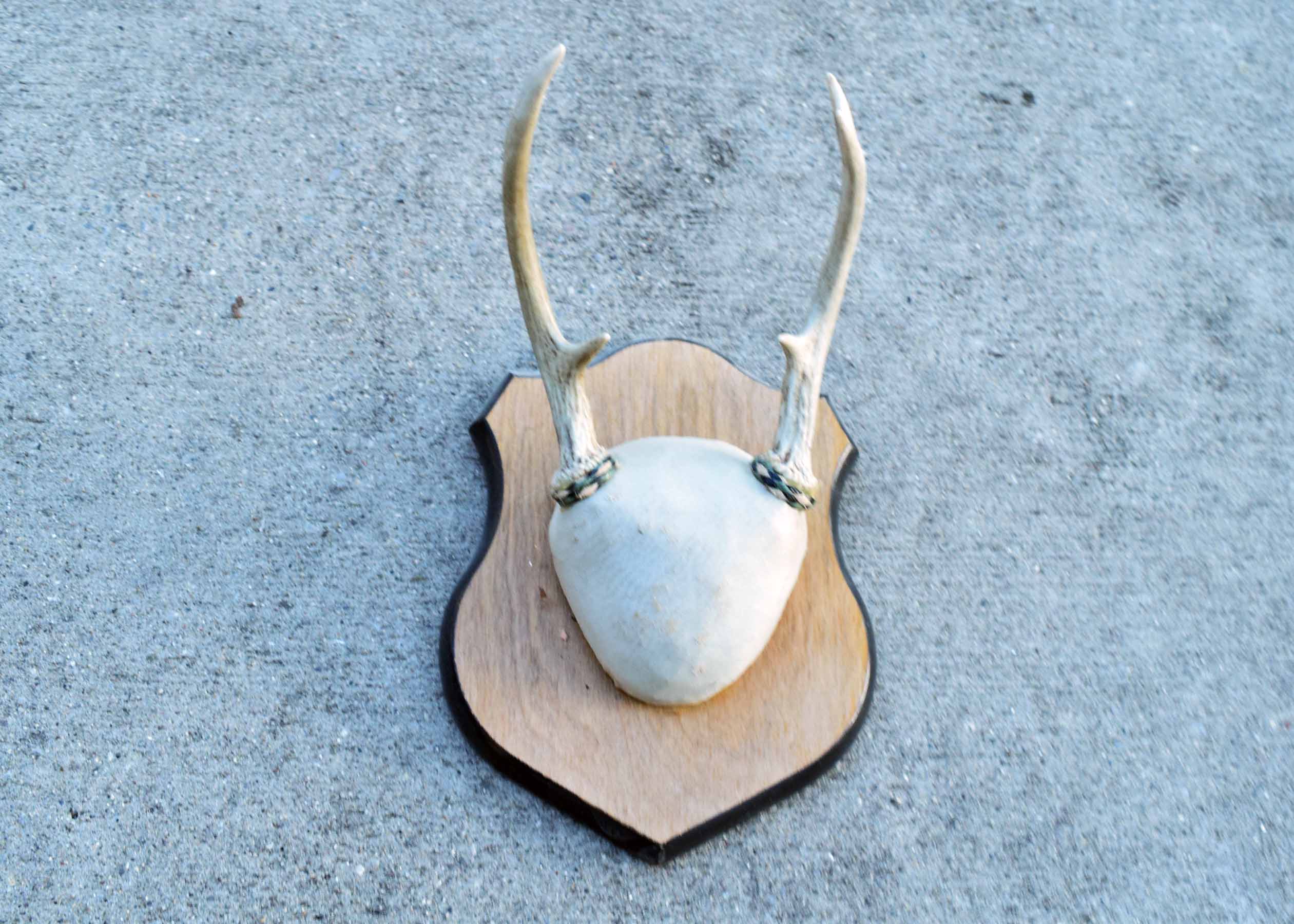 Mounted Antler Collection