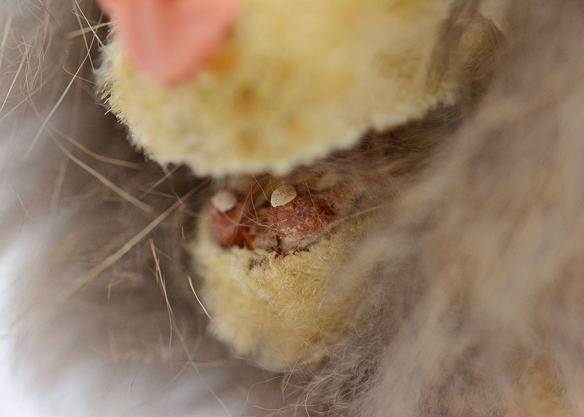 Vintage German Made EMO Brand Wind up Drinking Real Fur Lion