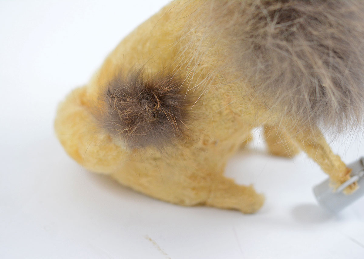 Vintage German Made EMO Brand Wind up Drinking Real Fur Lion