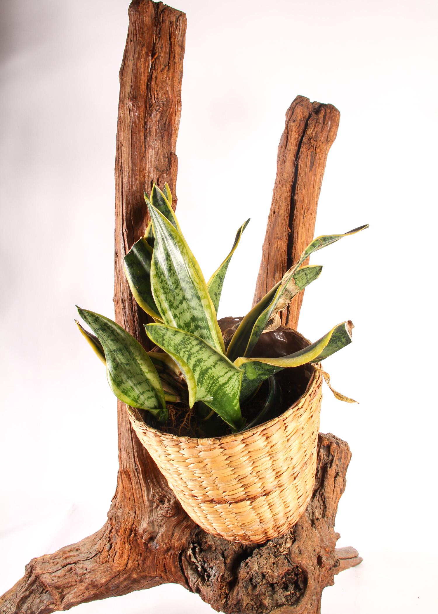Wooden Branch Plant Stand