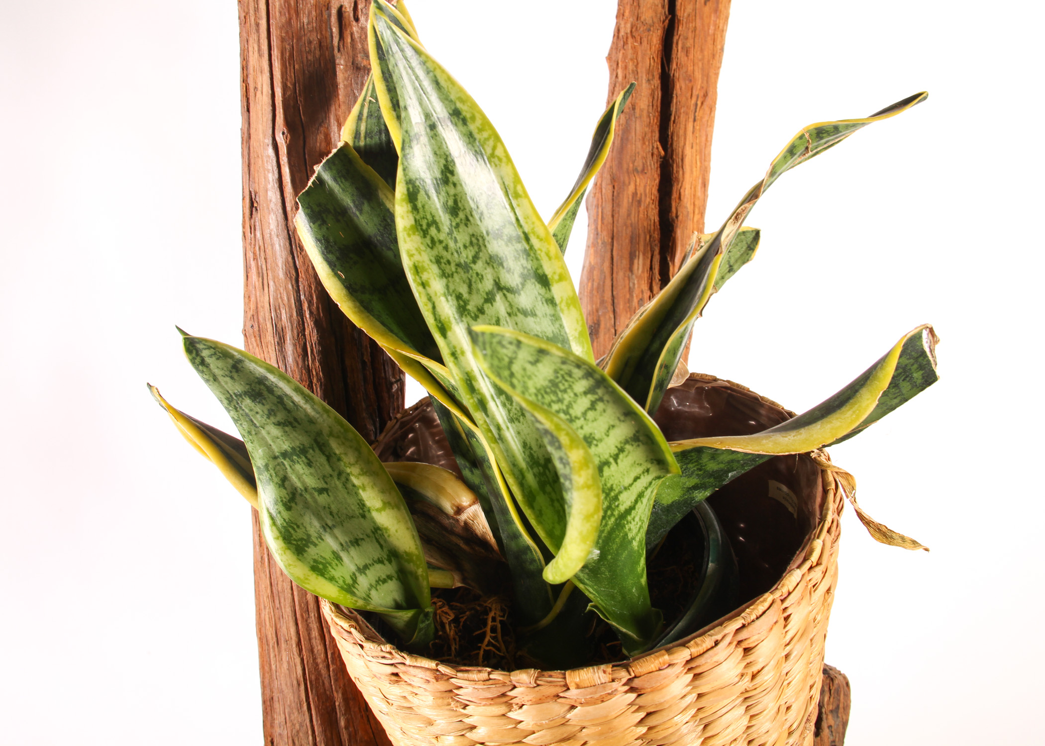 Wooden Branch Plant Stand