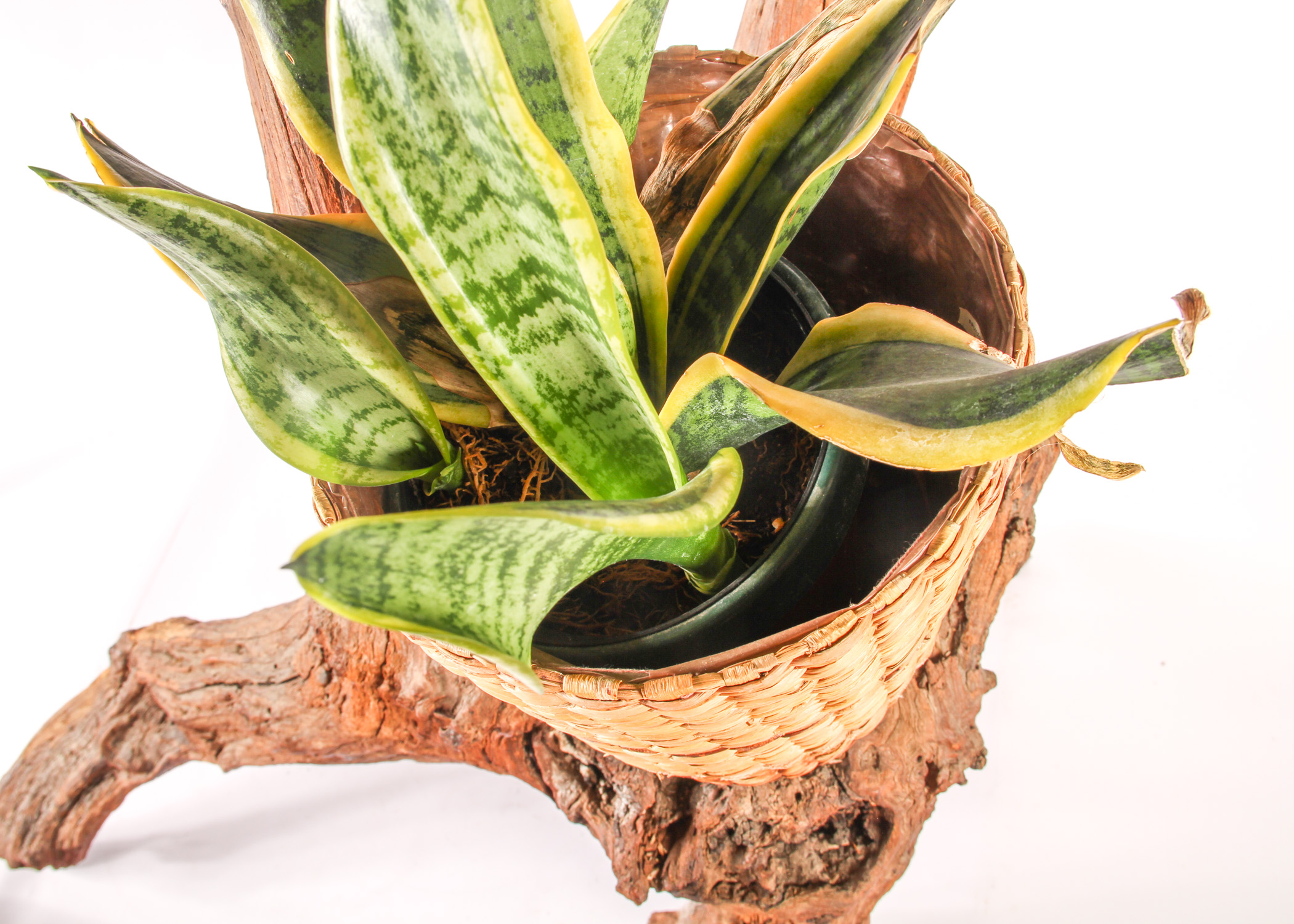 Wooden Branch Plant Stand