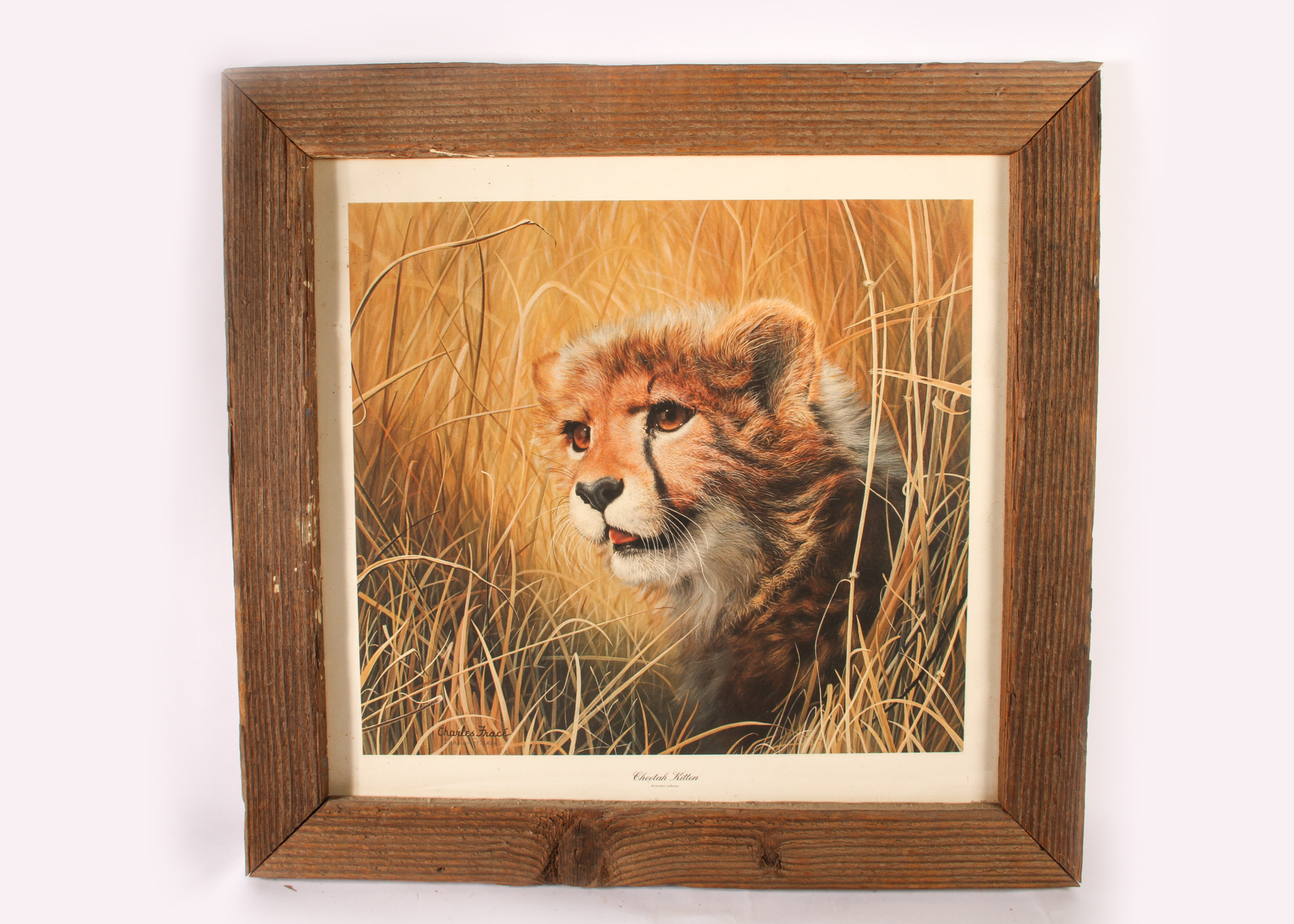 Charles Frace "Cheetah Kitten" Print