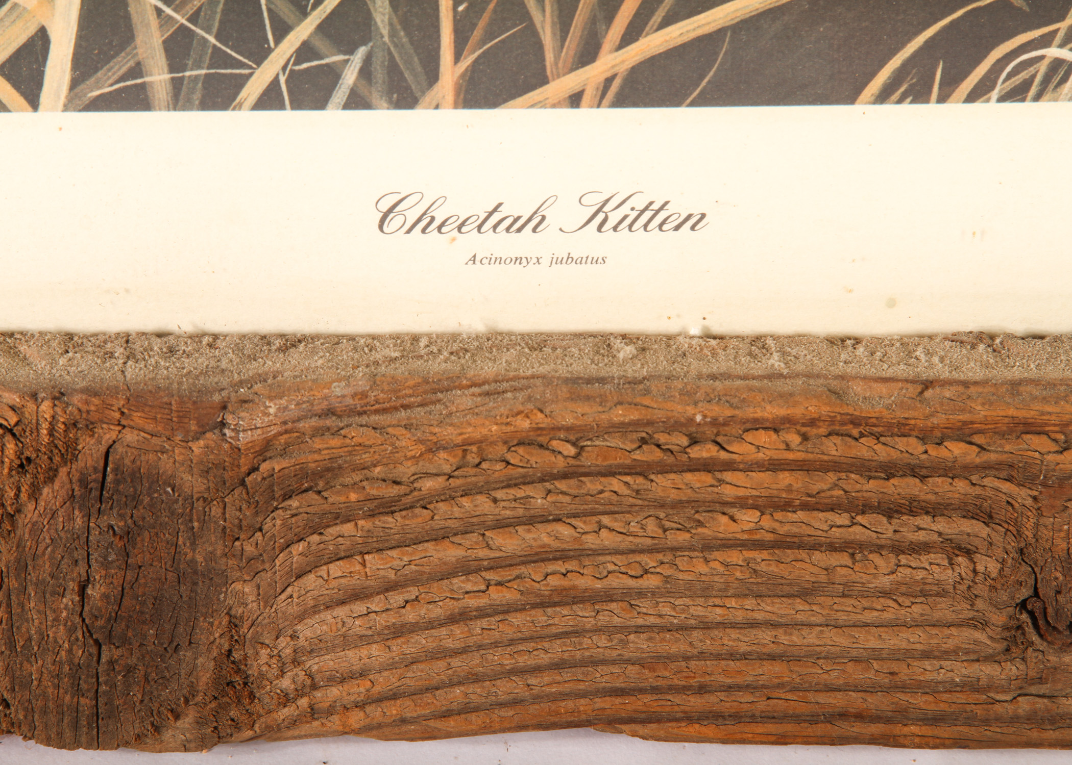 Charles Frace "Cheetah Kitten" Print