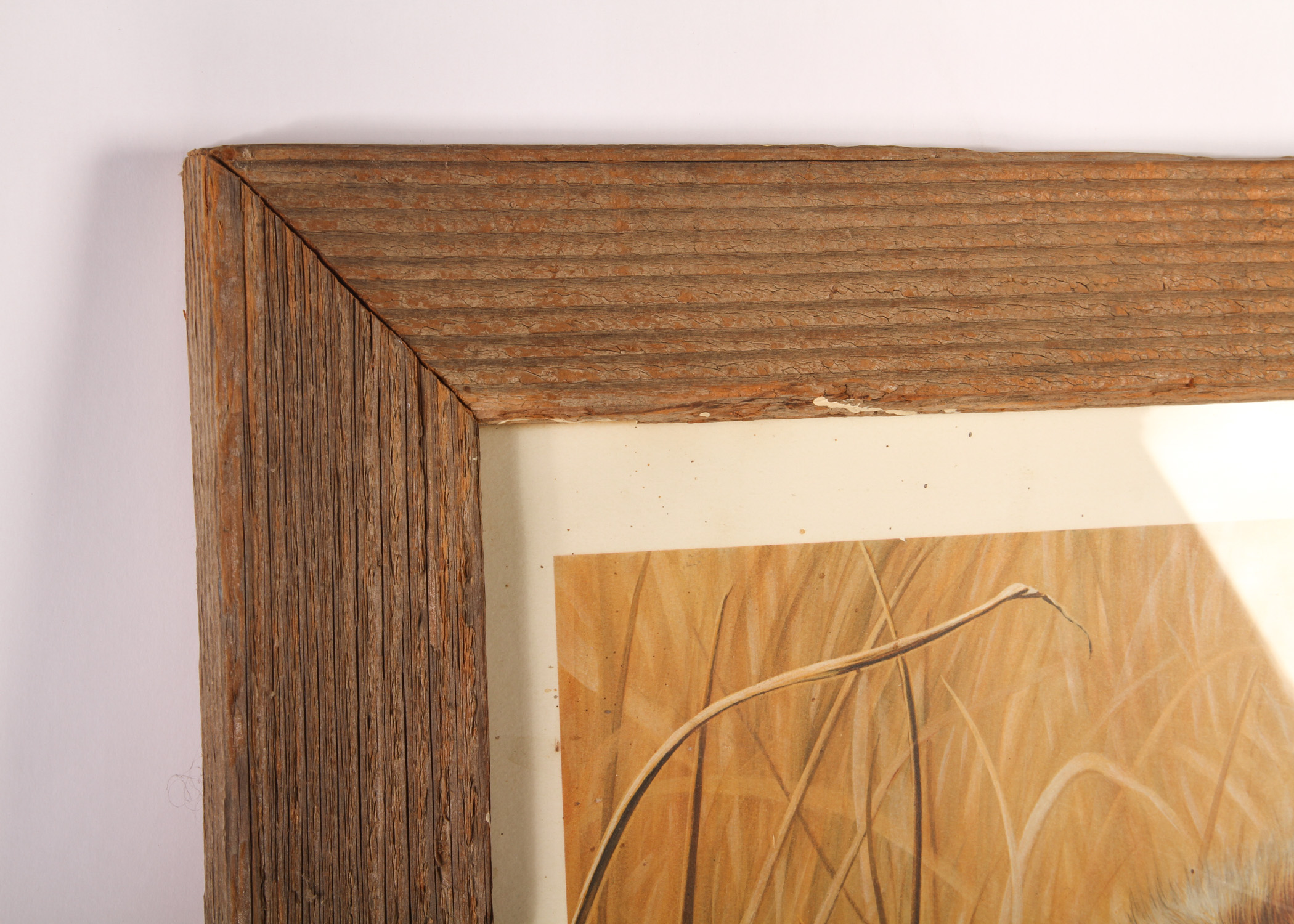 Charles Frace "Cheetah Kitten" Print