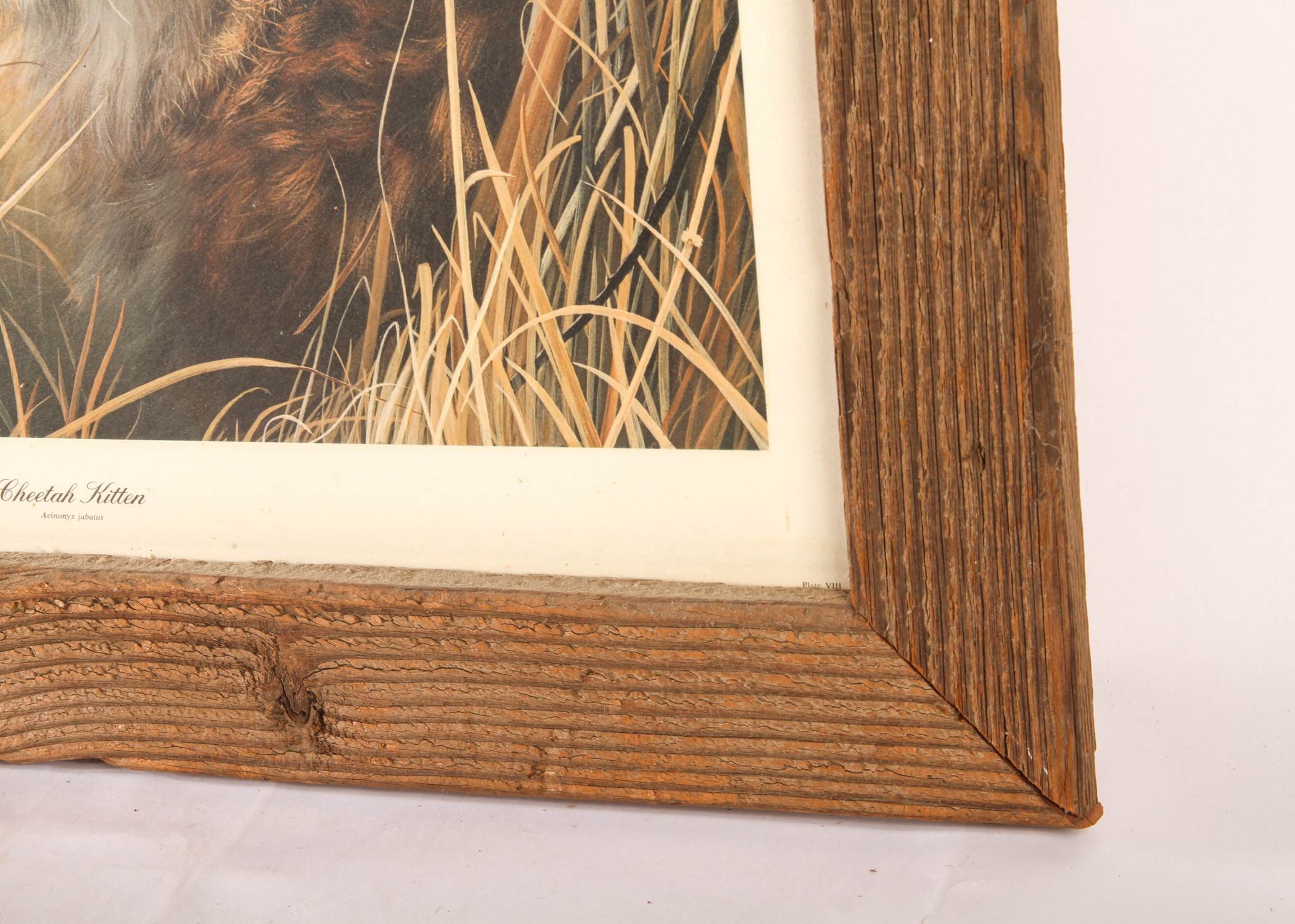 Charles Frace "Cheetah Kitten" Print