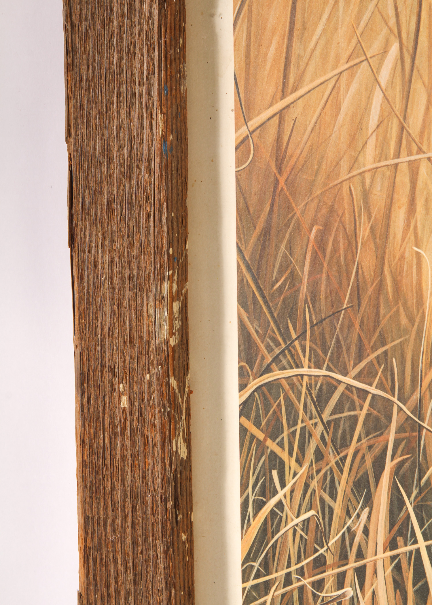 Charles Frace "Cheetah Kitten" Print