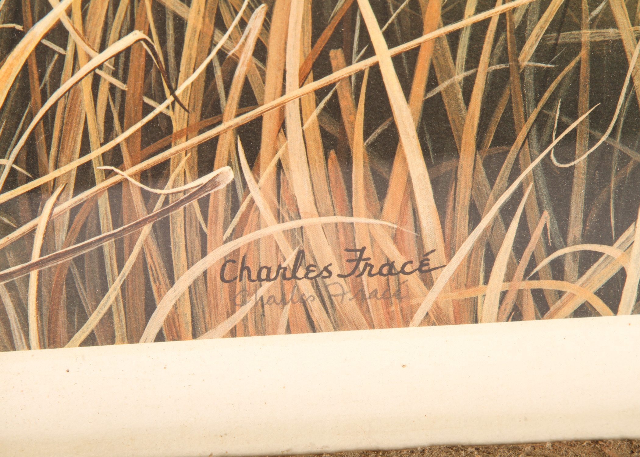 Charles Frace "Cheetah Kitten" Print