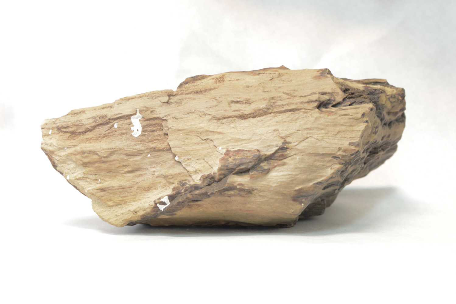Wind Polished Petrified Wood Specimen