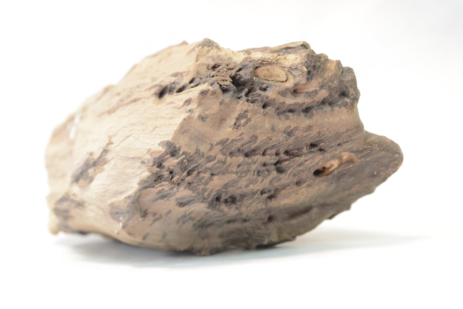 Wind Polished Petrified Wood Specimen